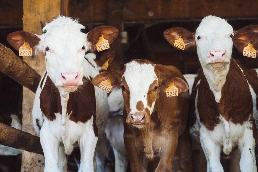 Animal agriculture cows being tagged at an animal farm.