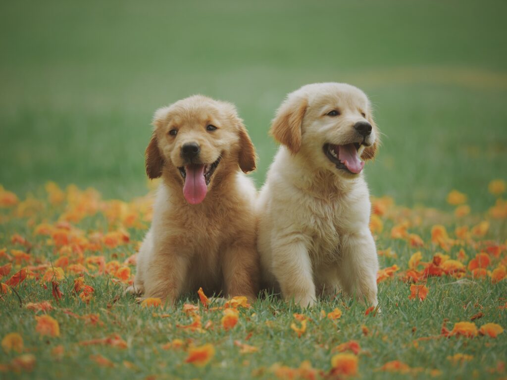 seriously cute golden puppies